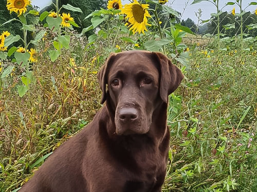 HAZEL OF MAIN-SQUARE